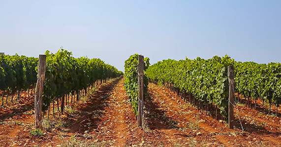 Croatian vineyards