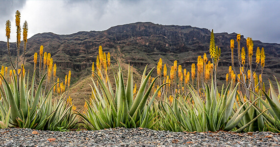 Finca Canarias Aloe Vera, Fataga, Gran Canaria, Hiszpania