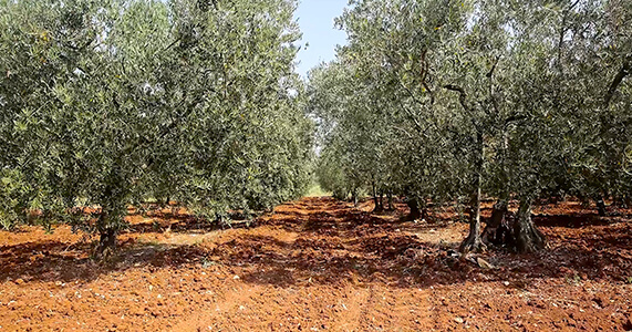 Olive Groves in Croatia