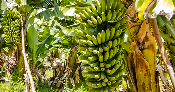 Plantacja bananów, Gran Canaria, Hiszpania