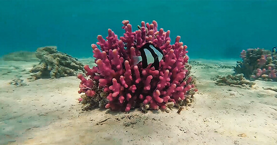 Coral Reef, Soma Bay, Egypt