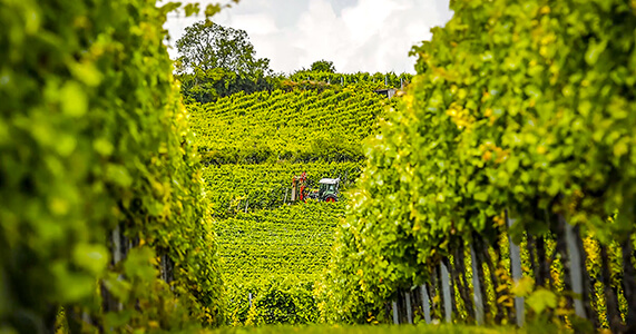 Vineyards, Eisenberg, Germany